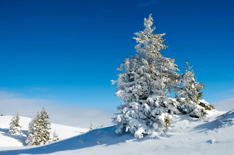 a small pine tree covered in snow near a mountain