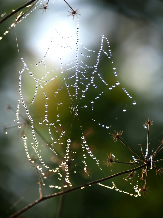 the dewy droplets on this tree are making a drop