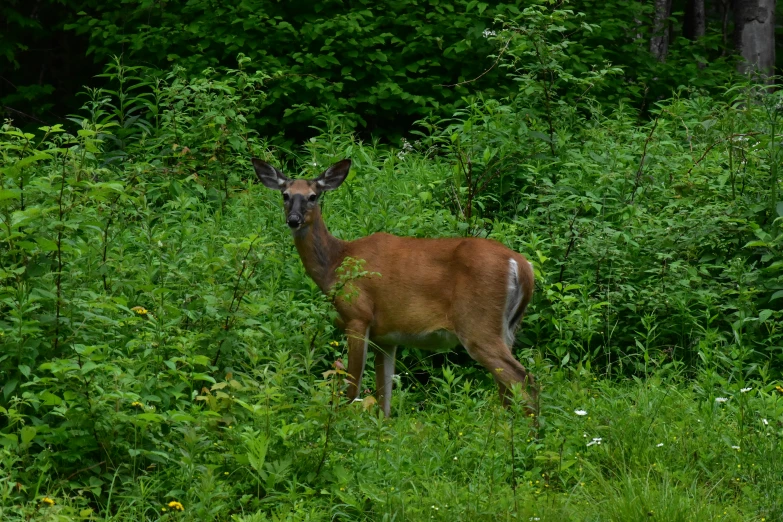 a deer is in the tall green grass