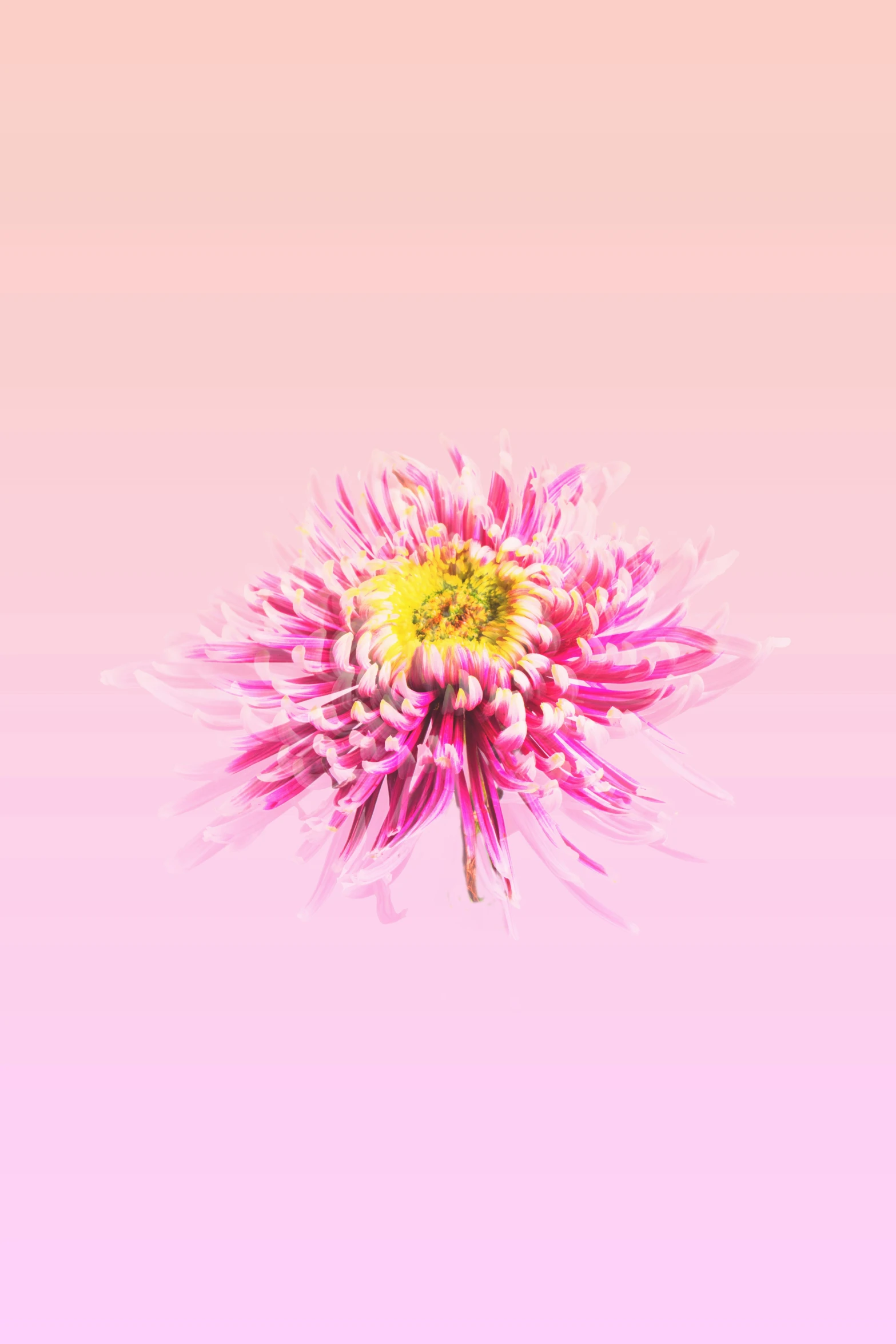 a colorful flower on a pink background with no image editing