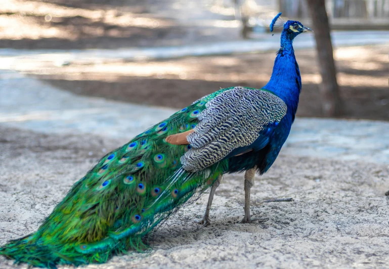 a close - up of a peacock with it's tail open