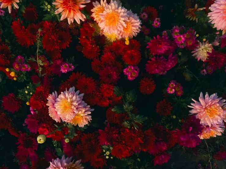 an aerial s of pink and red flowers