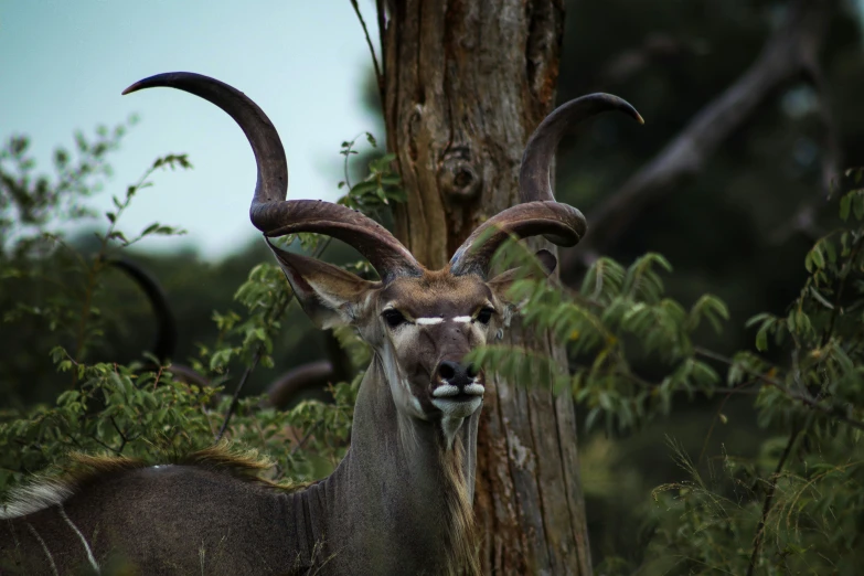 this animal looks like an antelope hiding behind a tree