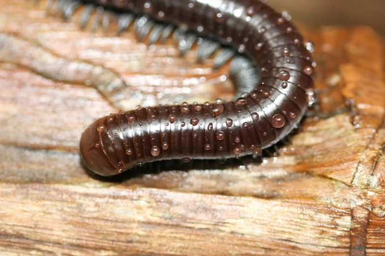 this is an image of a caterpillar