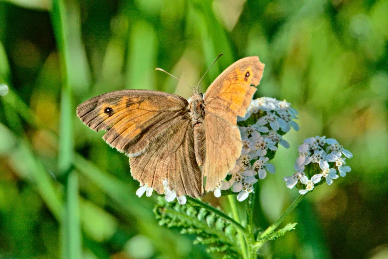 an orange erfly sitting on a white flower