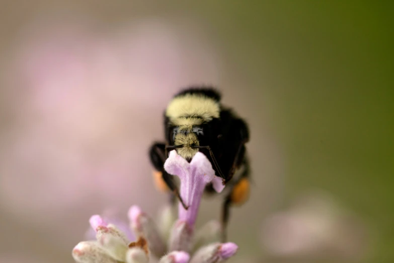 a bee with yellow and black wings and a small flower