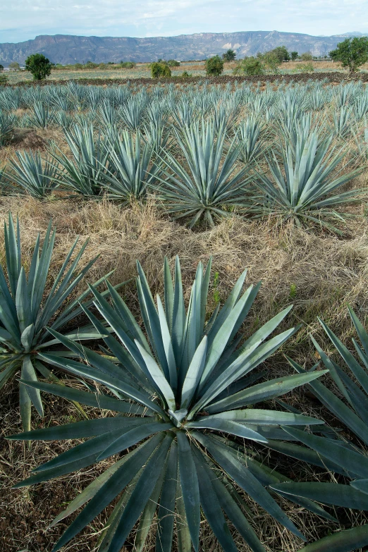 there are several plants growing in the field