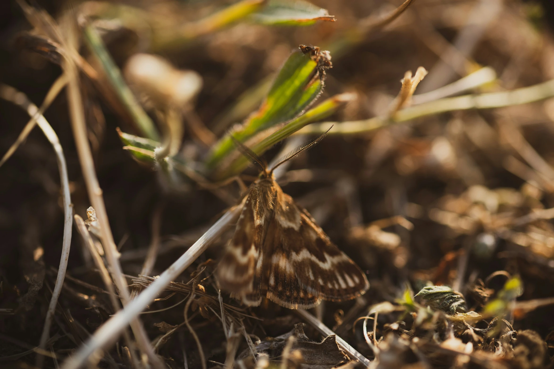 an image of a moth hiding in the grass