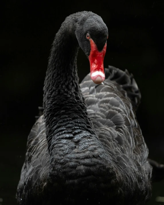 a very pretty black bird with a red beak