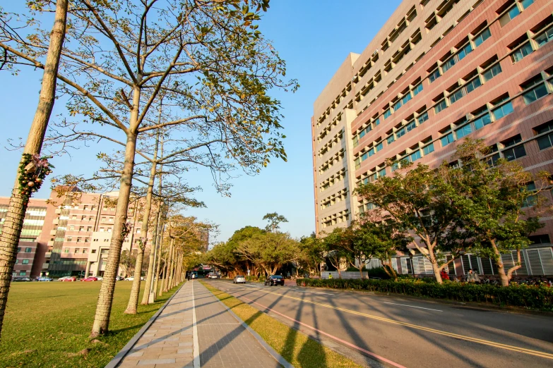 a city street lined with tall, thin trees