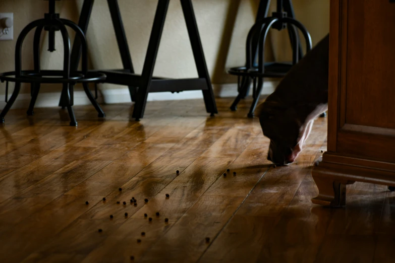 a large dog is on the floor near stools