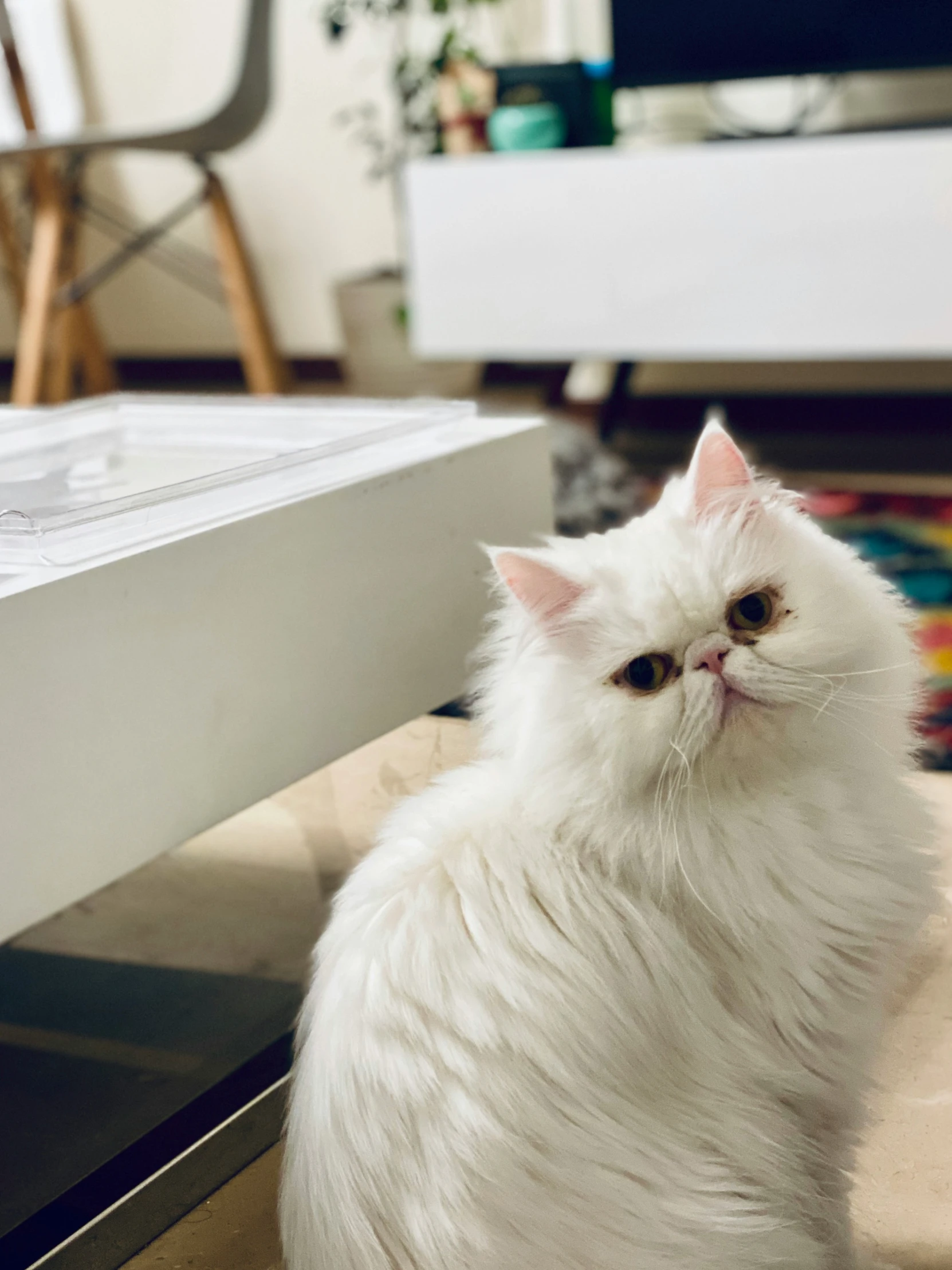 a white cat looks at soing, as it sits near a table