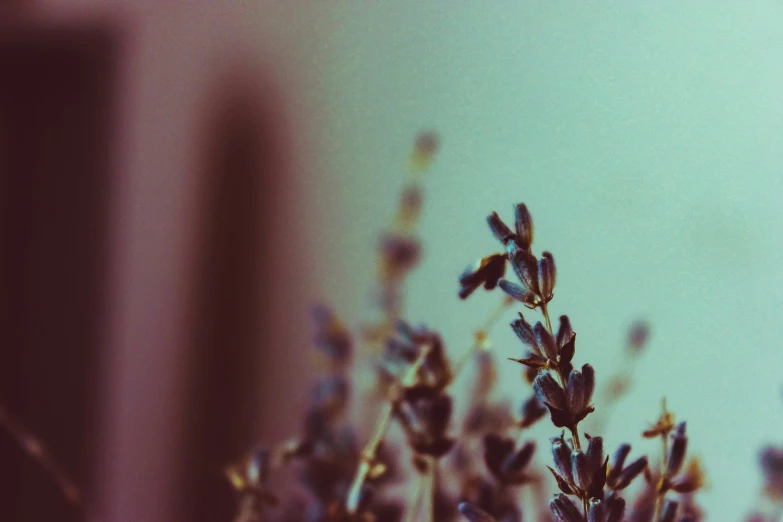 the nches of wild flowers are reflected in the mirror