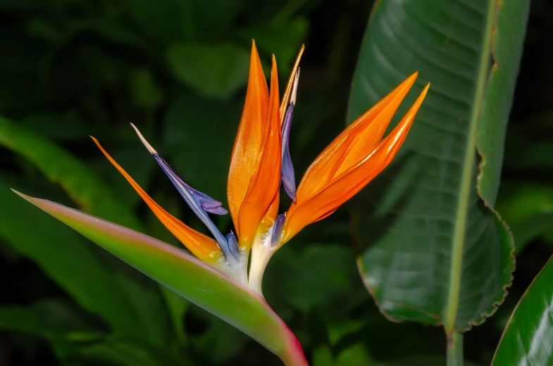 there is an orange flower with leaves in the background