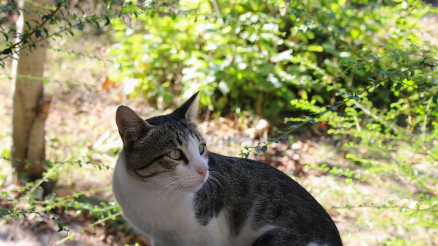 a black gray and white cat and some trees