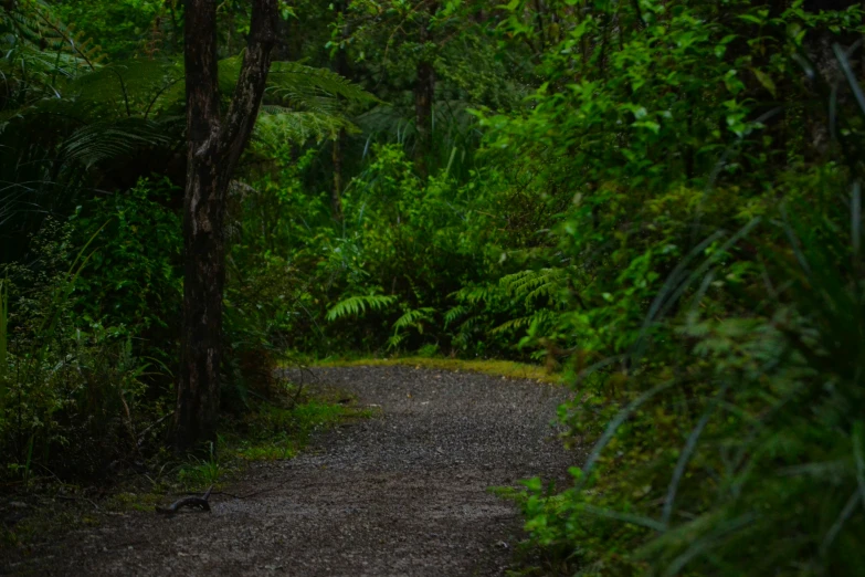 a gravel pathway through some trees and vegetation