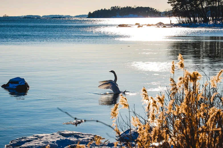 a bird in the water with a boat in the background