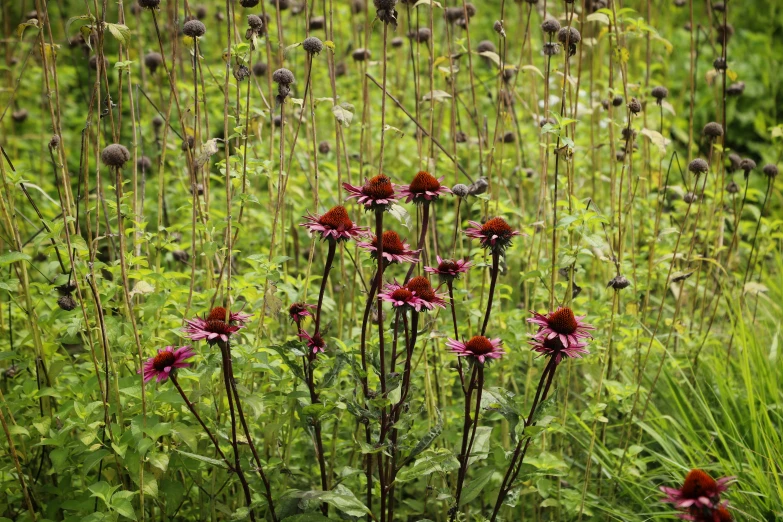 some purple flowers growing in a garden