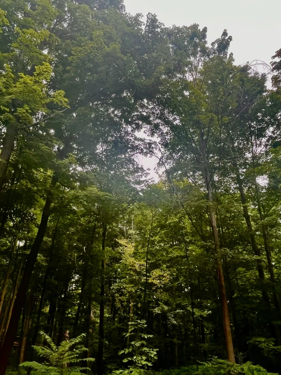 several trees with green foliage stand in a wooded area