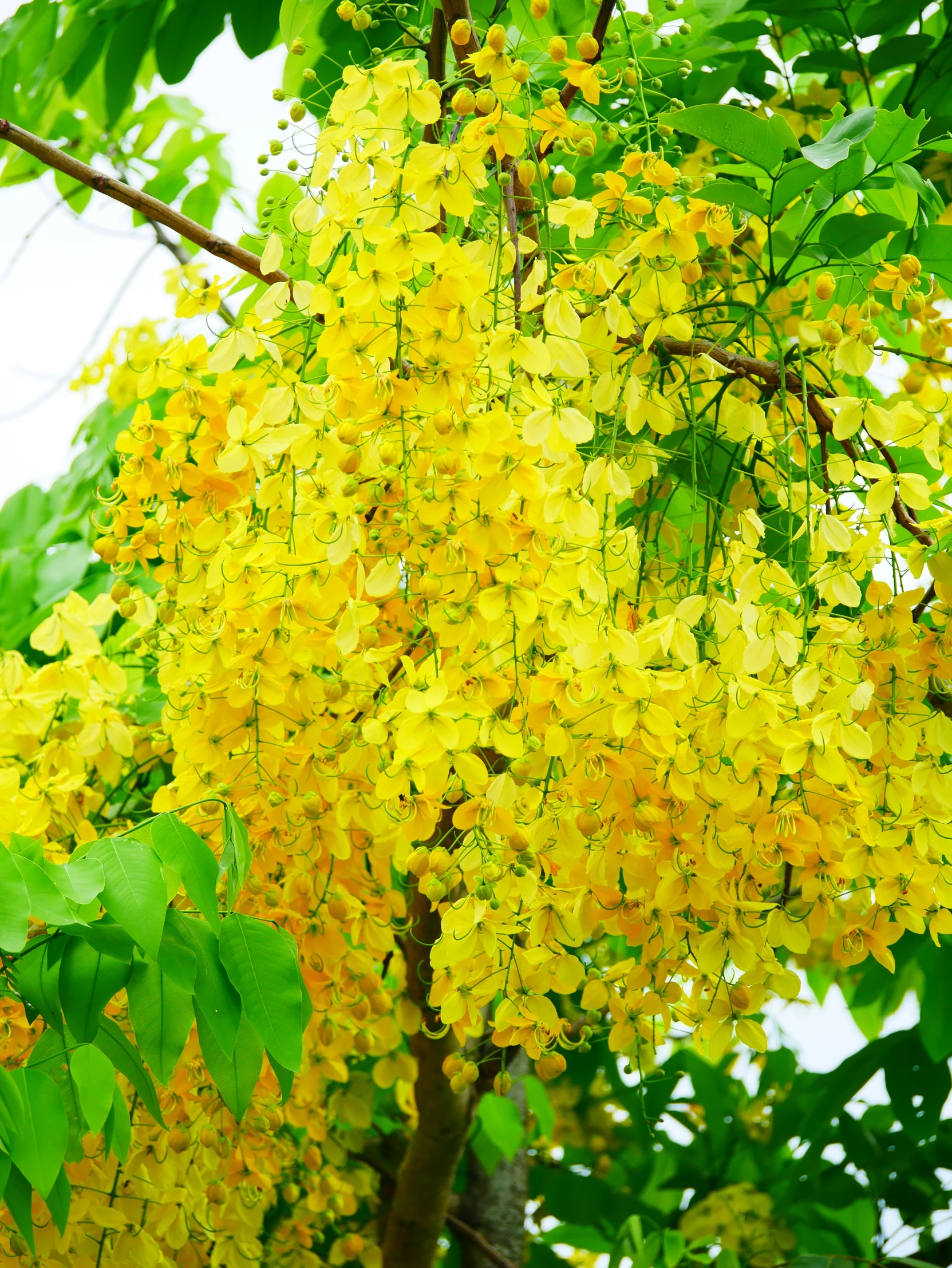 the yellow flowers are all around the tree