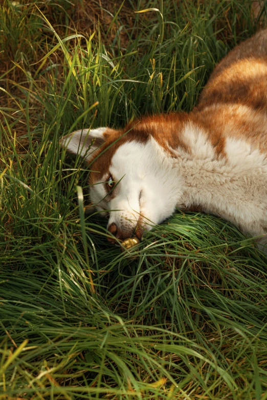 a cat laying on its side and sleeping in tall grass