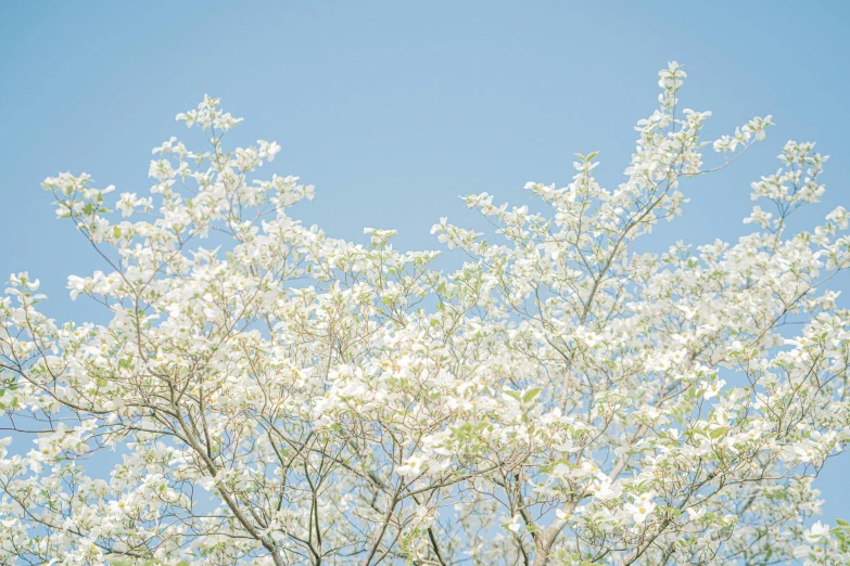 an upclose image of trees with white flowers