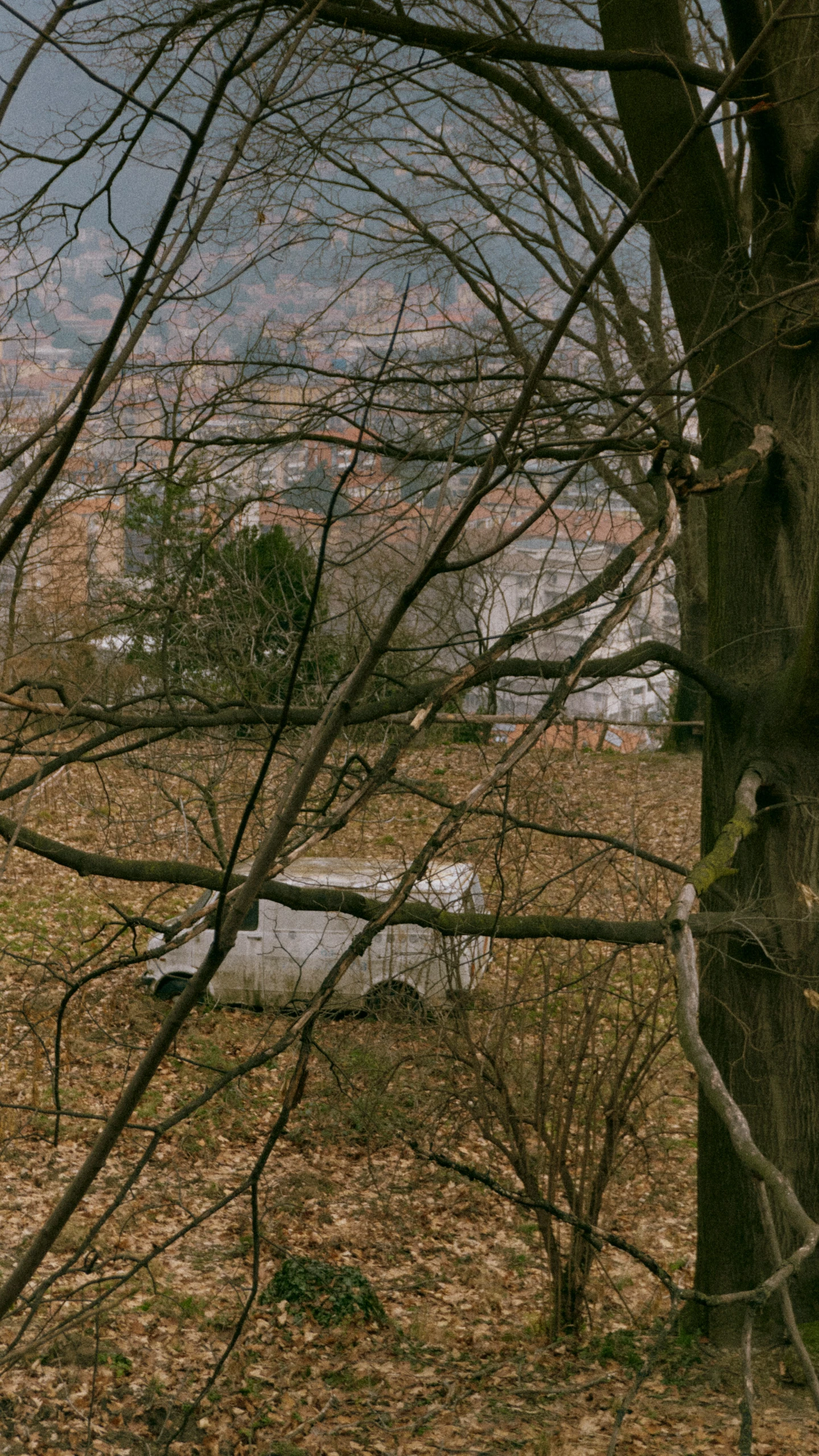 a stone slab is sitting among some trees