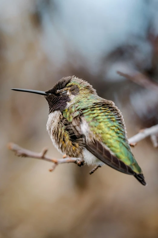 a hummingbird perched on a tree nch looking around