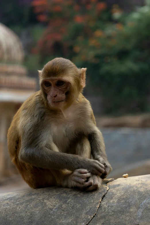 a baby monkey sits and eats from its mother