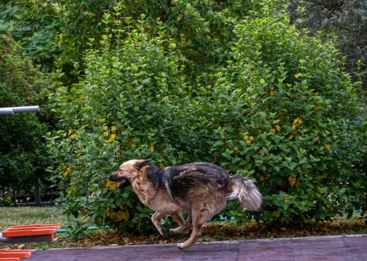 the dog is in the yard catching a frisbee