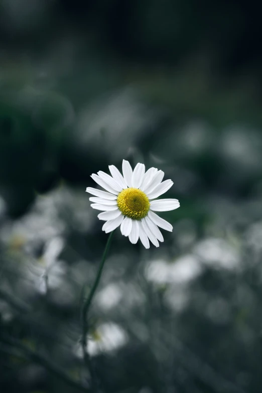 a single flower with blurry foliage in the background