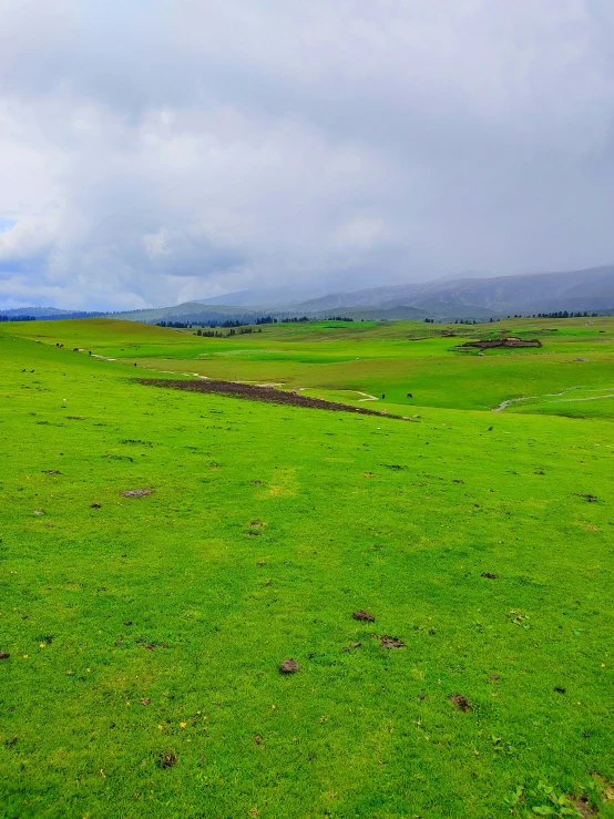 a lush green field is covered in lots of grass