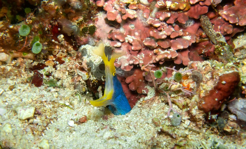 a blue and yellow fish on a colorful reef