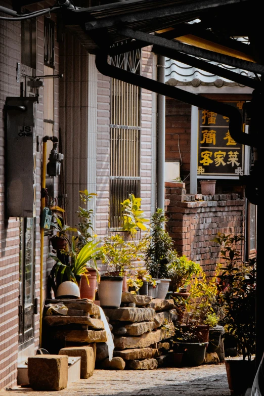 many potted plants are standing next to each other