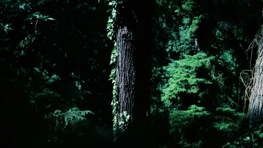 a person standing in the dark next to some tall trees