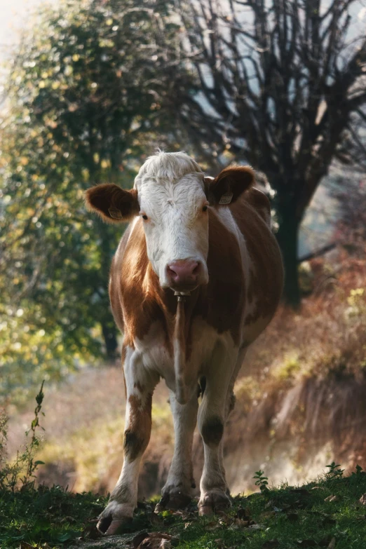 the cow has short hair and horns walking down a hillside