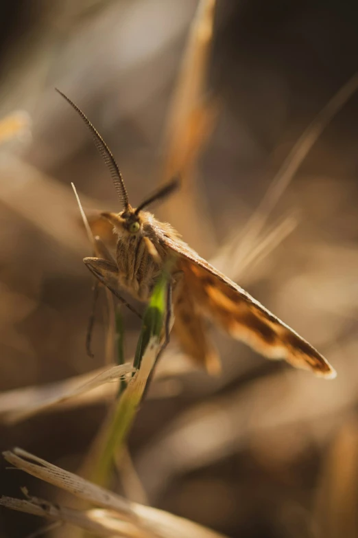 small brown insect in field with lots of grass