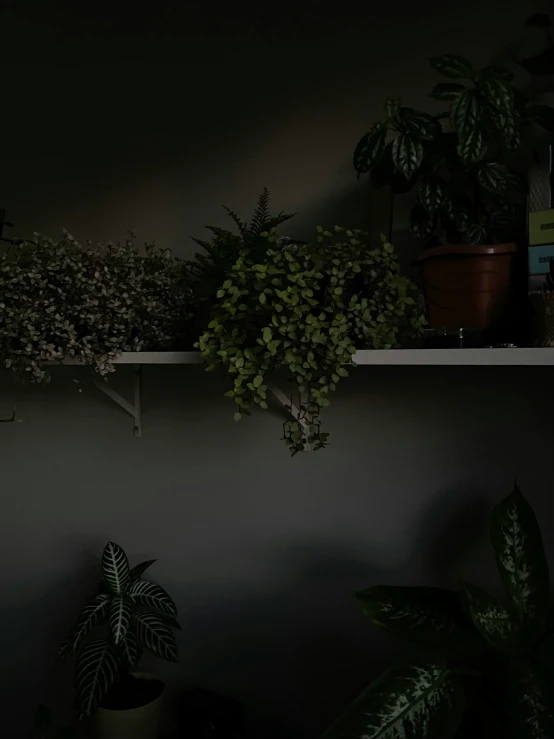 green plants line the wall next to potted plants