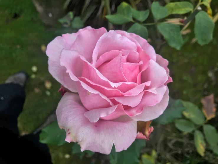 a pink rose in a field with green foliage