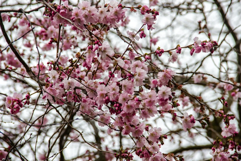 some small pink flowers on a tree