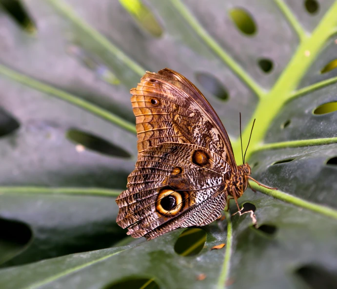 a erfly sitting on top of a green leaf