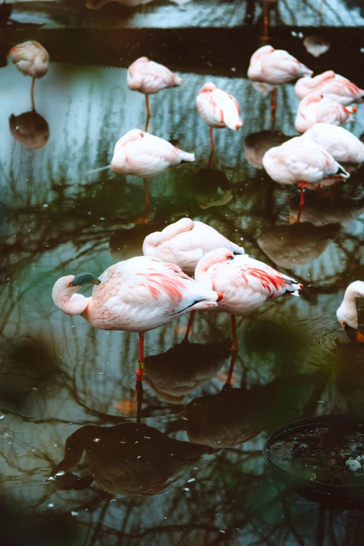 group of flamingos gathered around in a pond