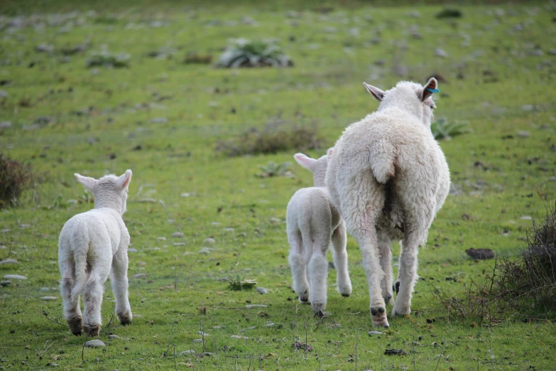 a mother and baby sheep in a green pasture