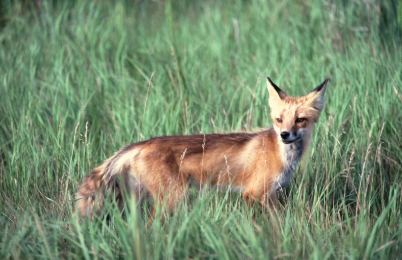 a fox standing alone among tall green grass