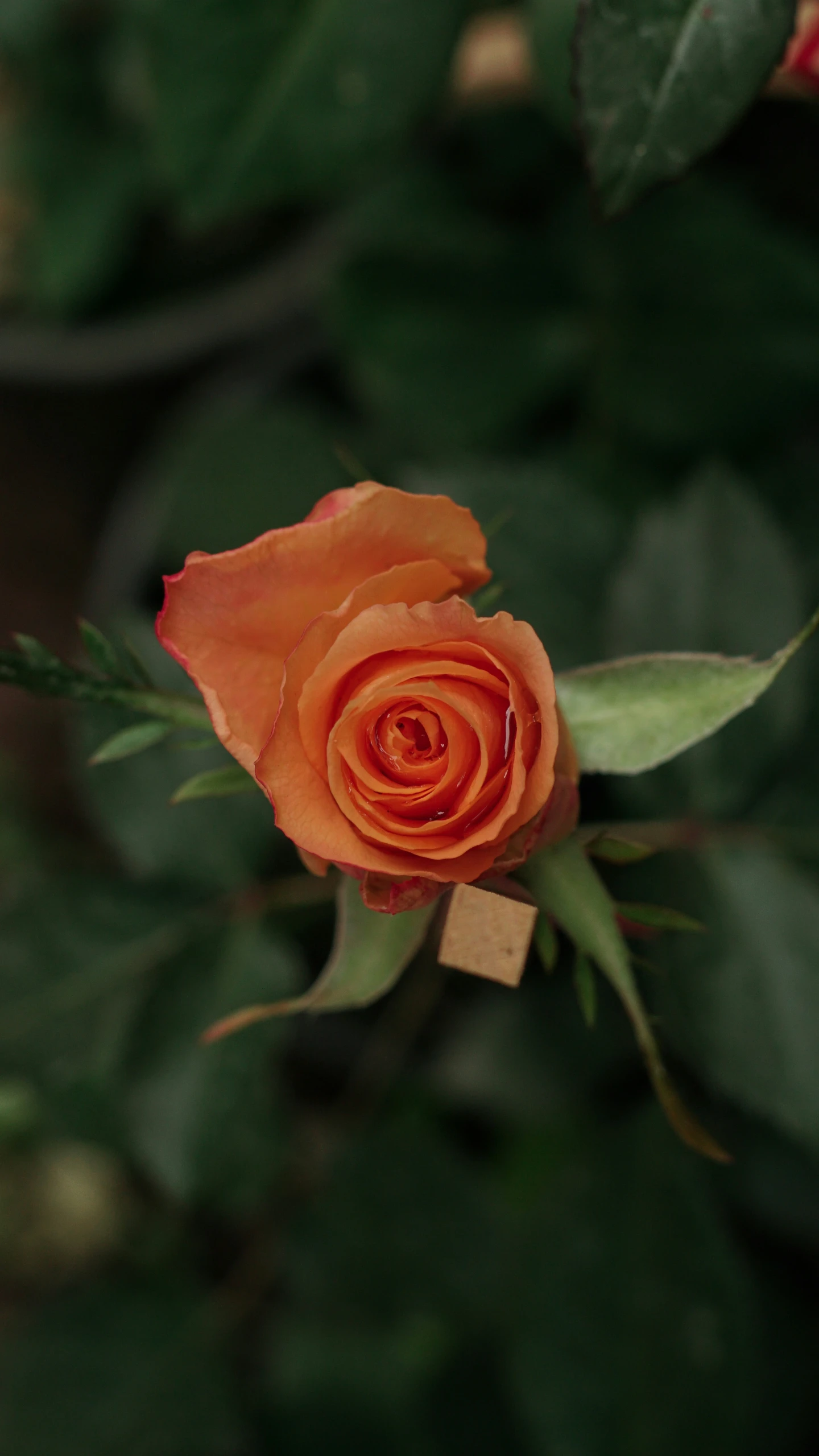 an orange rose with leaves in the background