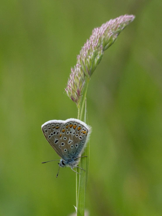 a small erfly rests on a flower, in the foreground