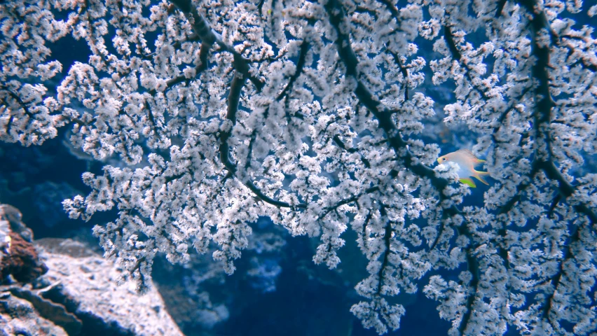 a po of a coral reef with fish swimming about