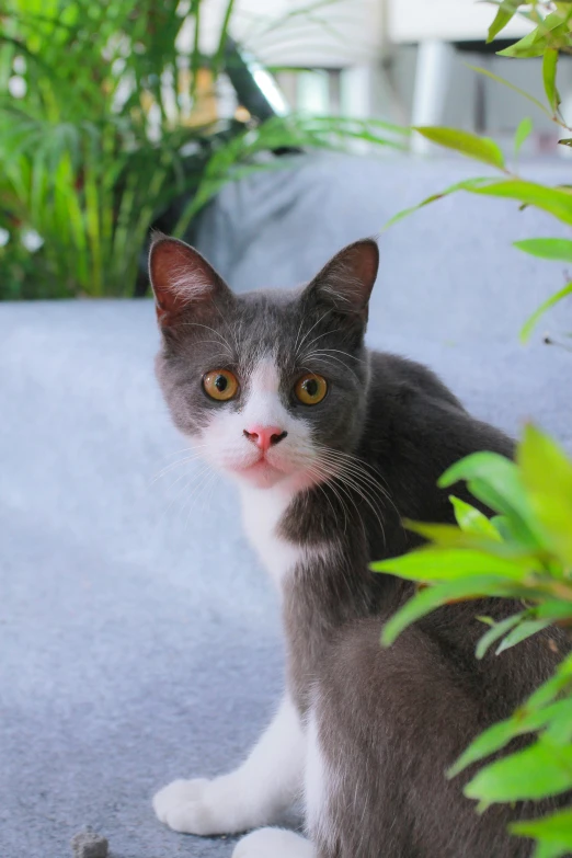 there is a cat that is sitting on the ground