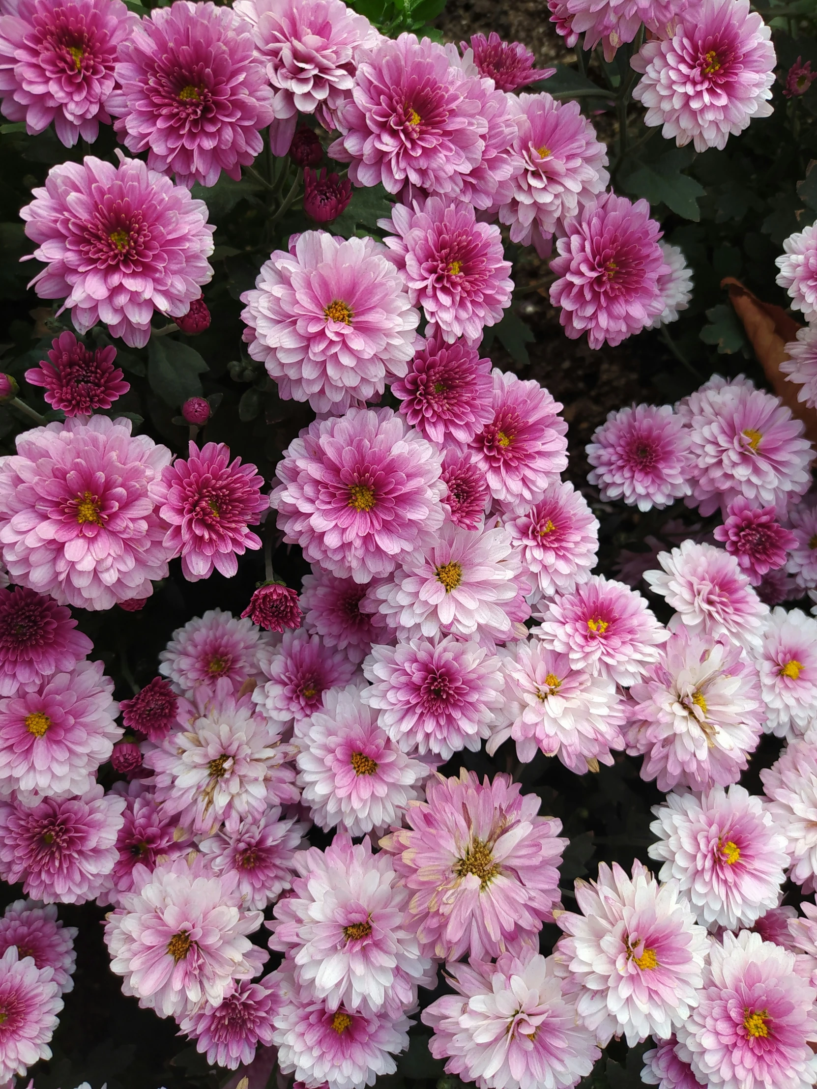 a flower field that has a bunch of pink flowers in it