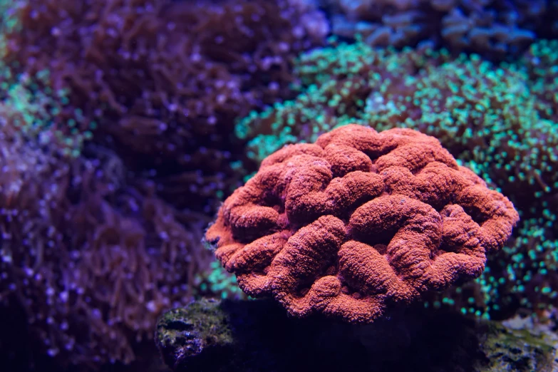 closeup of an acrobatic coral in the water